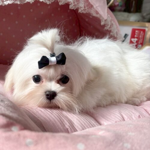 マルチーズ　しろ・１ちゃん