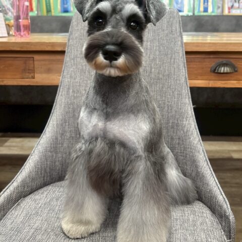 ミニチュアシュナウザー　ここの・４ちゃん