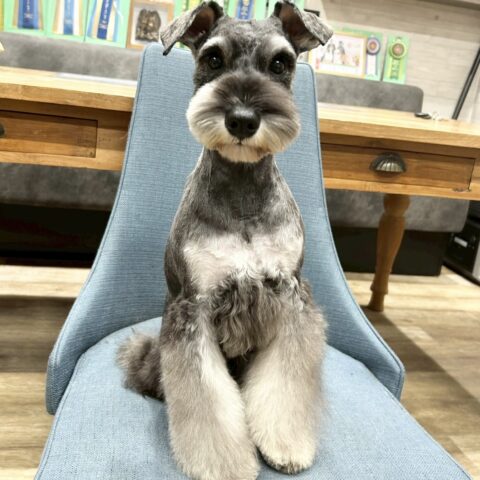 ミニチュアシュナウザー　あやの・１くん