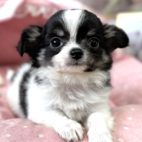 チワワ　おかき・１ちゃん