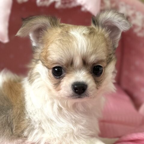 チワワ　ましろ・１ちゃん