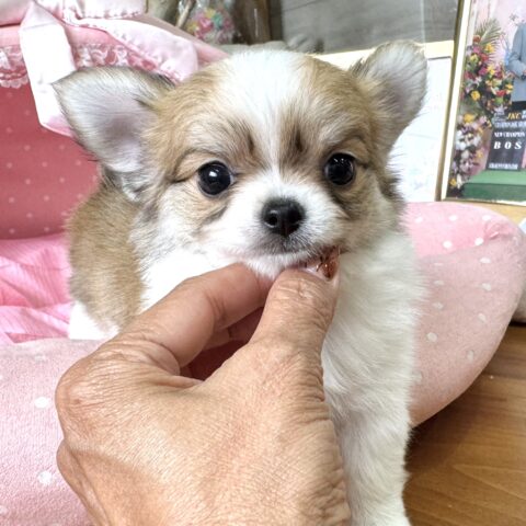 チワワ　ましろ・２ちゃん
