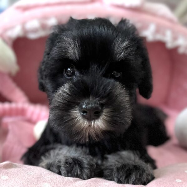 ミニチュアシュナウザー 七美・1ちゃん | 【公式】子犬のブリーダー