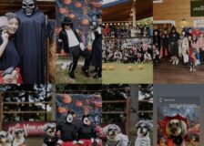 ハロウィン in ステラボックスサムネイル