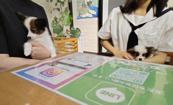 巣立って行ったステラっ子サムネイル