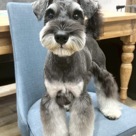 ミニチュアシュナウザー　あやの・１くん