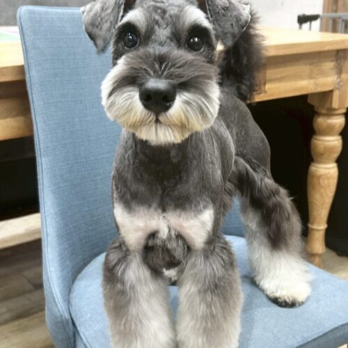 ミニチュアシュナウザー　あやの・１くん