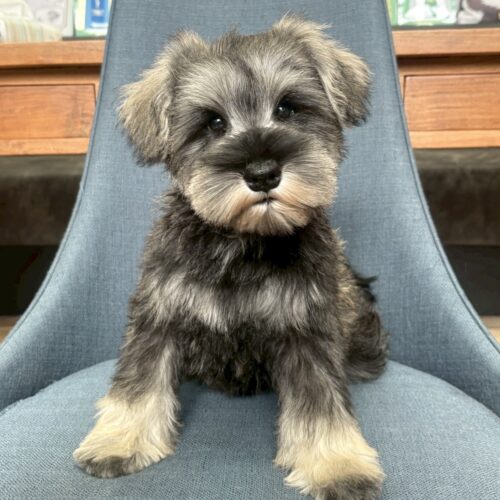 ミニチュアシュナウザー　水音・１くん