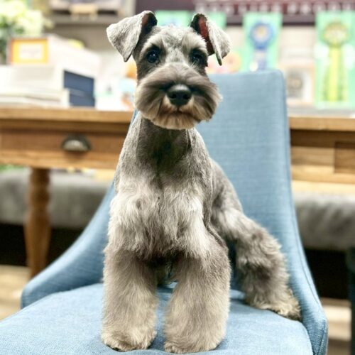 ミニチュアシュナウザー　ここの・４ちゃん