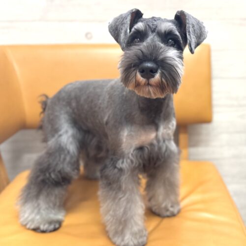 ミニチュアシュナウザー　ここの・４ちゃん