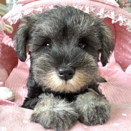 ミニチュアシュナウザー　こころん・２ちゃん