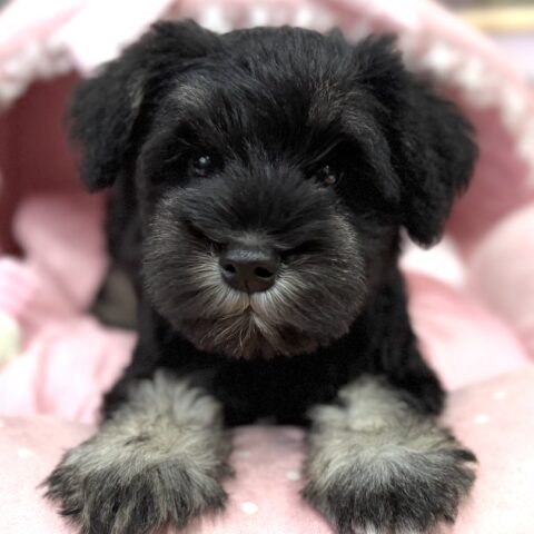 ミニチュアシュナウザー　さわ・１ちゃん