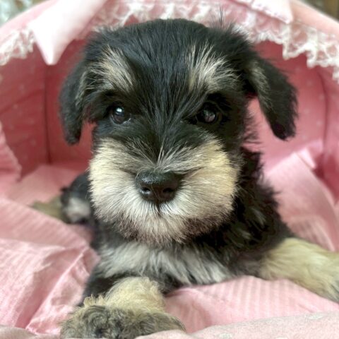 ミニチュアシュナウザー　もみじ・１くん