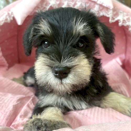 ミニチュアシュナウザー　もみじ・１くん