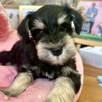 ミニチュアシュナウザー もみじ・2くん ミニチュアシュナウザー もみじ・2くんサムネイル