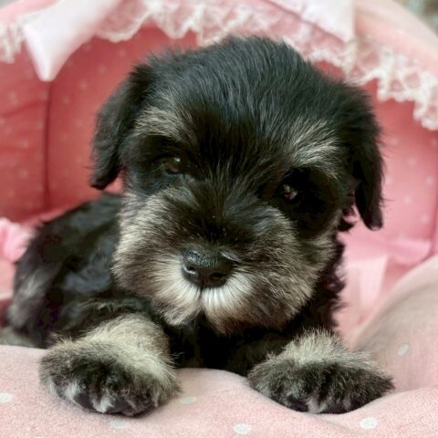 ミニチュアシュナウザー　もみじ・３ちゃん