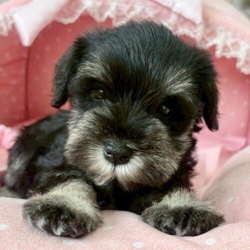 ミニチュアシュナウザー　もみじ・３ちゃん