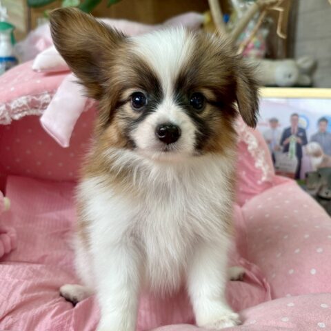 パピヨン　ヘデラ・１くん