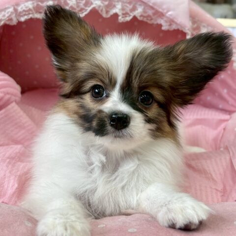 パピヨン　ヘデラ・２ちゃん