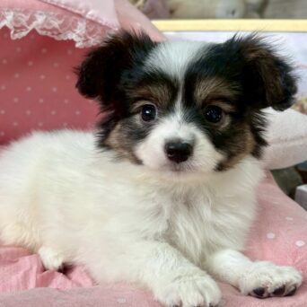 パピヨン ヘデラ・3ちゃん パピヨン ヘデラ・3ちゃんサムネイル