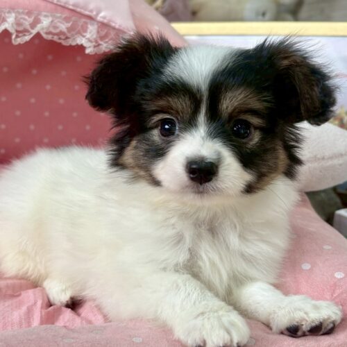 パピヨン　ヘデラ・３ちゃん