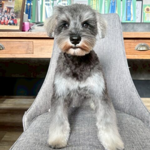 ミニチュアシュナウザー　美都・２ちゃん