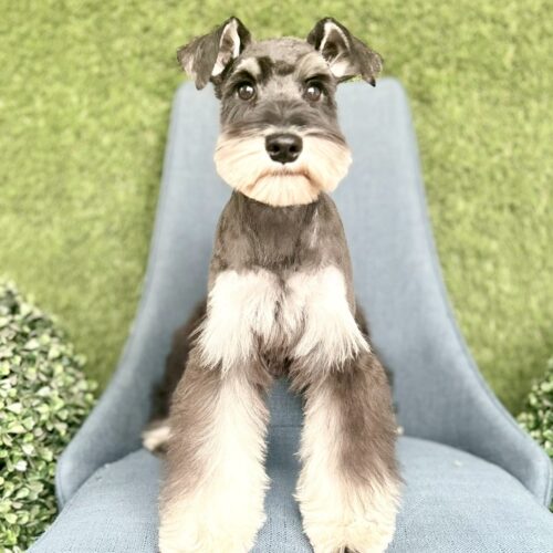 ミニチュアシュナウザー　さわ・１ちゃん