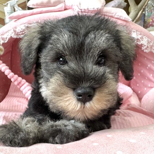 ミニチュアシュナウザー　こころん・３ちゃん