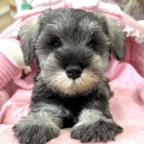 ミニチュアシュナウザー　こころん・４ちゃん