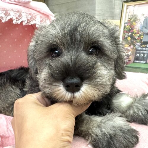 ミニチュアシュナウザー　こころん・５ちゃん