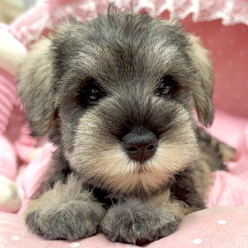 ミニチュアシュナウザー　美都・２ちゃん