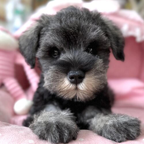 ミニチュアシュナウザー　こころん・１くん