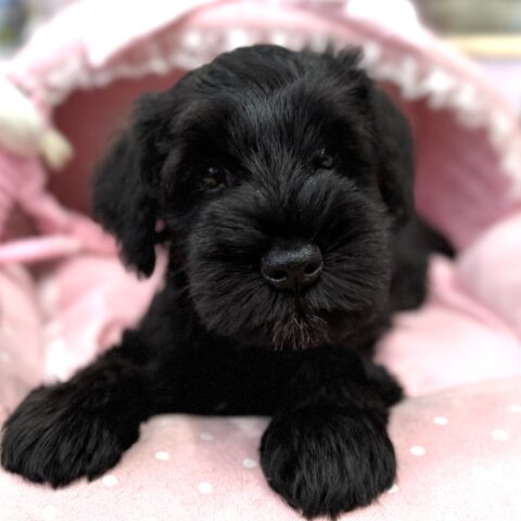 ミニチュアシュナウザー　カルア・１くん