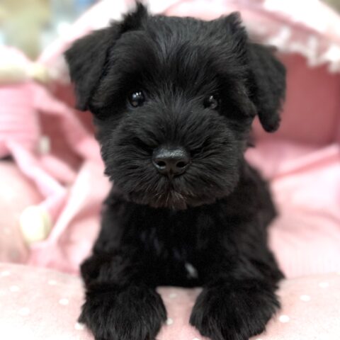 ミニチュアシュナウザー　カルア・２ちゃん