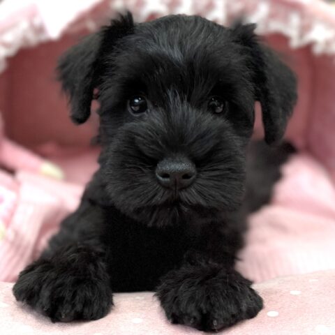 ミニチュアシュナウザー　カルア・３ちゃん