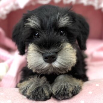 ミニチュアシュナウザー カルア・4くん ミニチュアシュナウザー カルア・4くんサムネイル