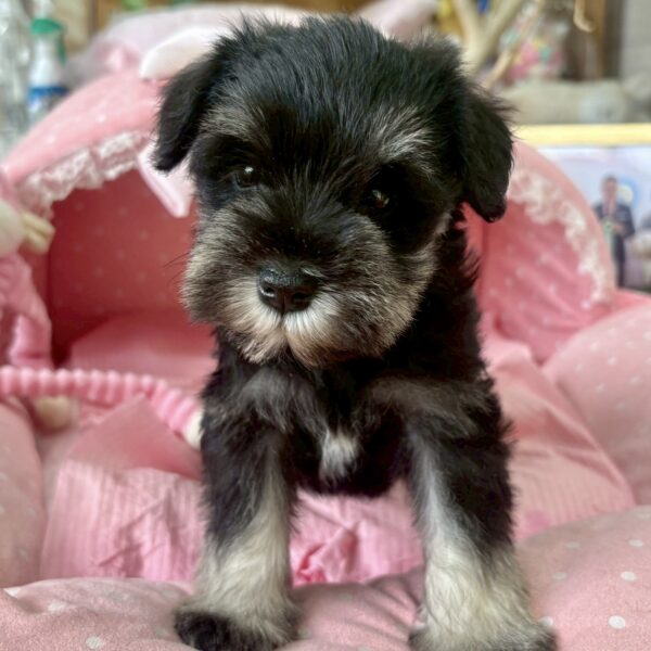 ミニチュアシュナウザー もみじ・3ちゃん | 【公式】子犬のブリーダー