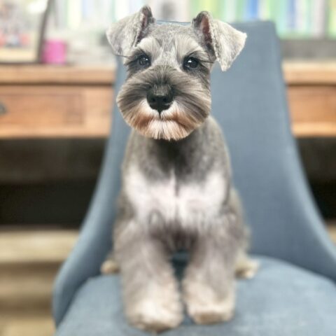 ミニチュアシュナウザー　美都・３ちゃん