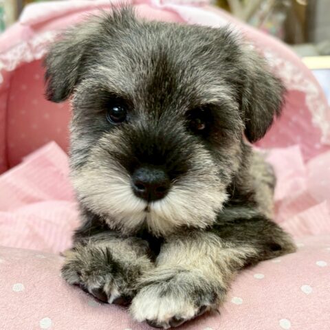 ミニチュアシュナウザー　アビー・１ちゃん