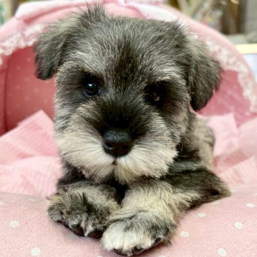 ミニチュアシュナウザー　アビー・１ちゃん