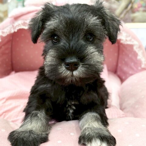 ミニチュアシュナウザー　アビー・２ちゃん