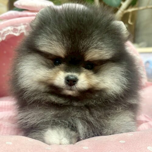 ポメラニアン　ココ・１ちゃん