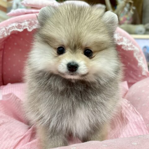 ポメラニアン　ココ・２ちゃん