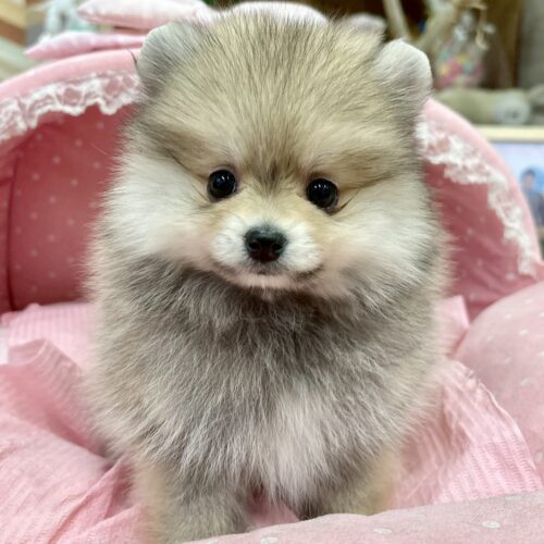 ポメラニアン　ココ・２ちゃん