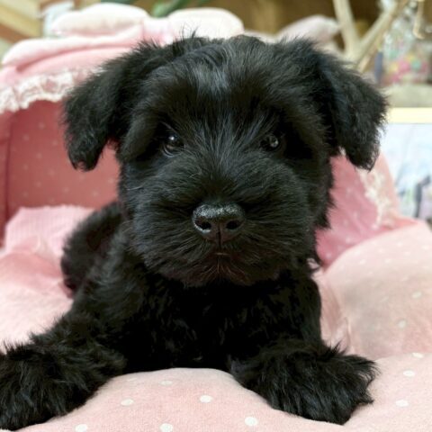 ミニチュアシュナウザー　ナウシカ・１くん