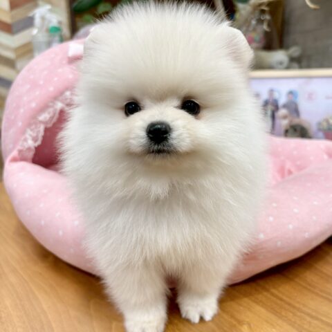 ポメラニアン　ココ・３くん