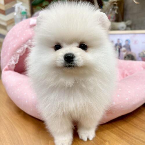 ポメラニアン　ココ・３くん