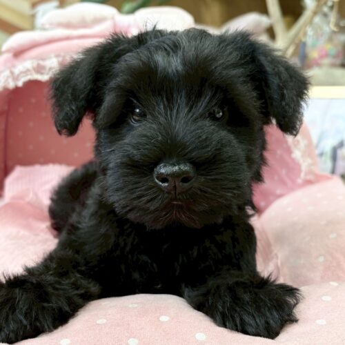 ミニチュアシュナウザー　ナウシカ・１くん