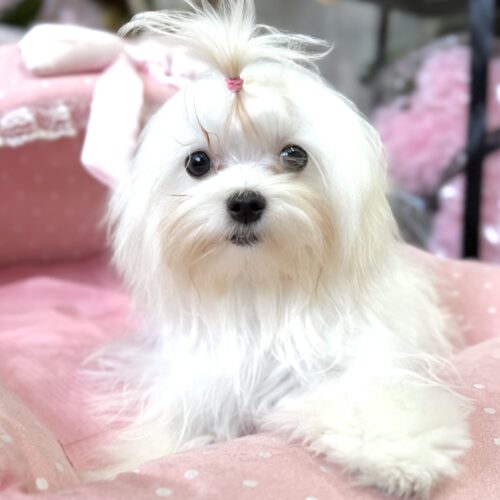 マルチーズ　りねん・２ちゃん