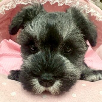 ミニチュアシュナウザー　レア・３ちゃんサムネイル